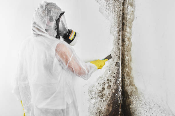 Mold Removal and Inspection in Wellston, OH