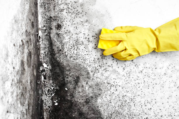 Reliable Wellston, OH Mold Removal Solutions