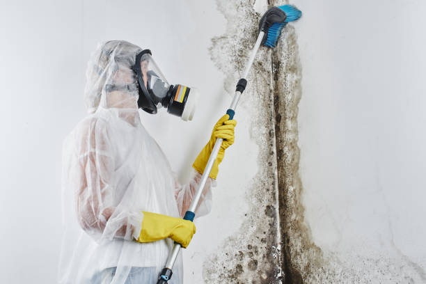 Best Home Mold Removal  in Wellston, OH