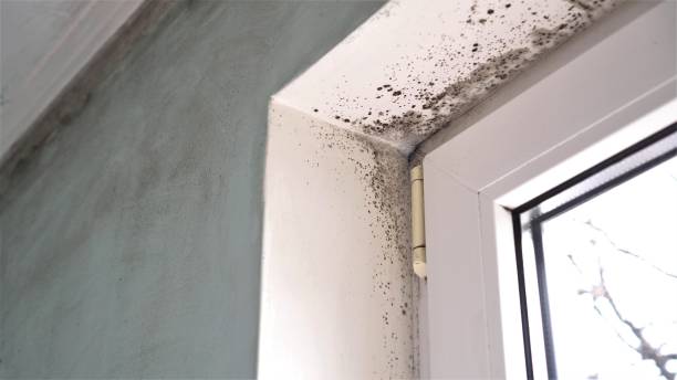 Professional Mold Removal in Wellston, OH
