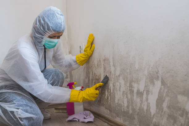 Best Mold Removal and Inspection  in Wellston, OH