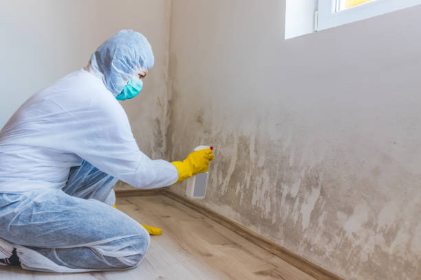 Best Local Mold Removal Service  in Wellston, OH