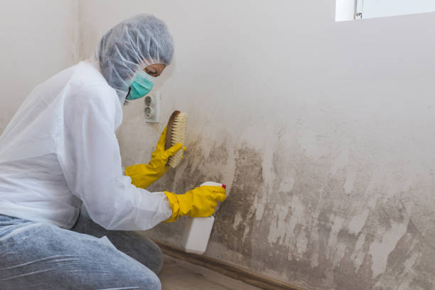 Best Mold Removal Near Me  in Wellston, OH