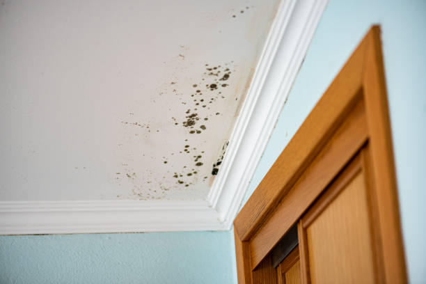 Mold Removal Process in Wellston, OH