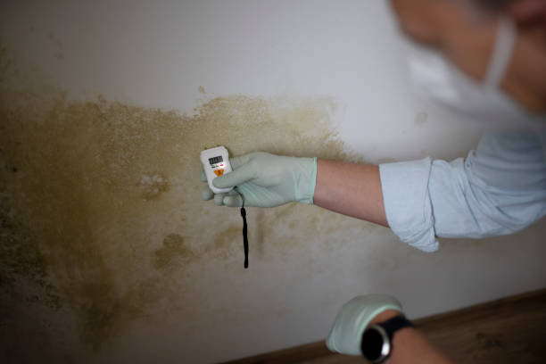Best Local Mold Removal Service  in Wellston, OH