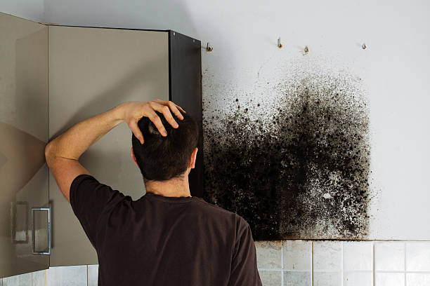 Best Mold Removal Process  in Wellston, OH