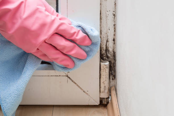 Best Toxic Mold Removal  in Wellston, OH